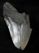 Bargain Megalodon Tooth - Massive Tooth #13910-1